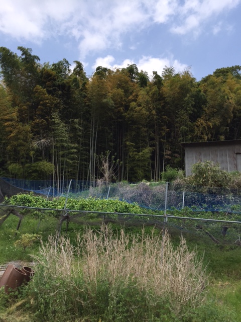 たけのこ狩り 長野県長野市の呼吸器内科 睡眠呼吸障害 わかまつ呼吸器内科クリニック